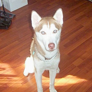 misunderstood siberian husky rescue