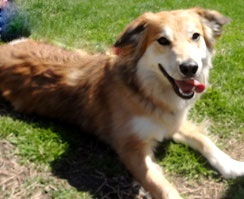 berks-county-nala