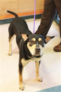 center-animal-health-hachi