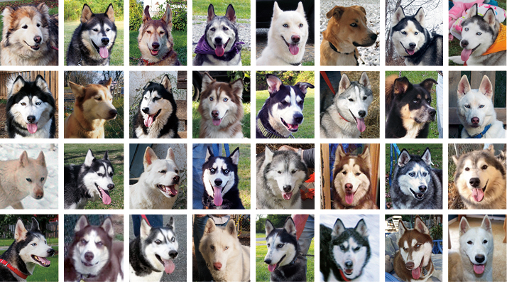 husky dogs for adoption