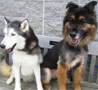york-county-sam-tasha