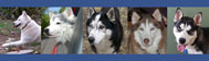 MaPaw Siberian Husky Rescue Store