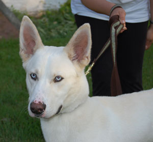 great dane and siberian husky mix