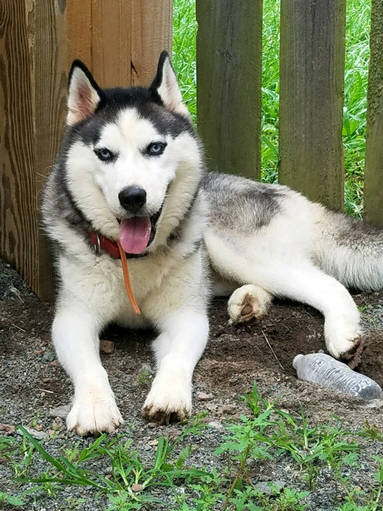 heart husky rescue