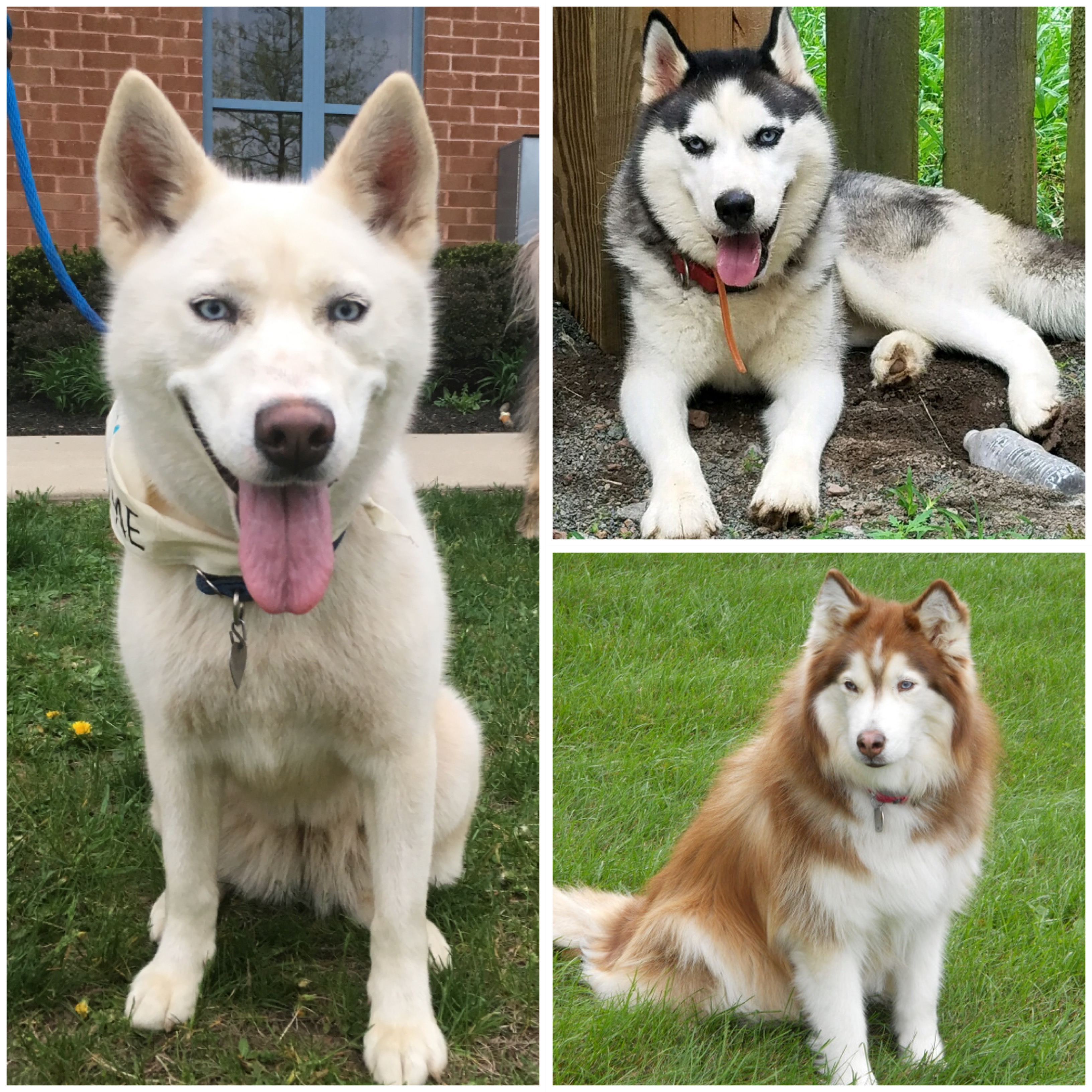 siberian husky animal shelter