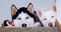 Adopt a Pup from MaPaw Siberian Husky Rescue!