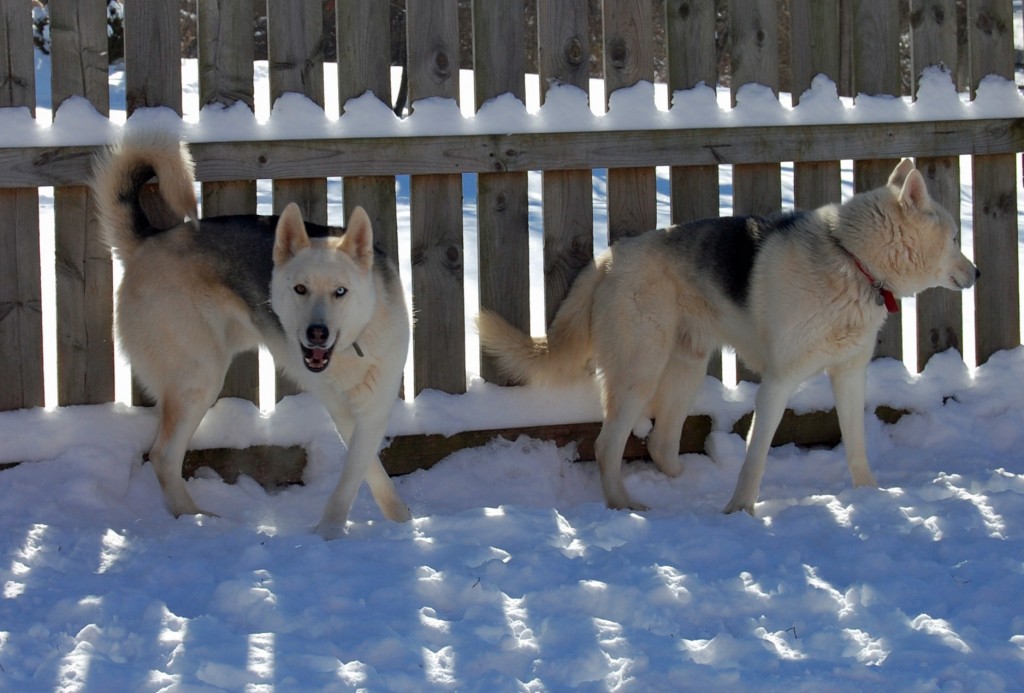 Chance and Shasta